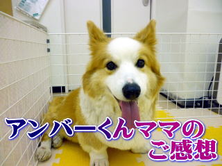 アンバーくんママご感想