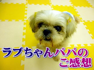 ラブちゃんパパご感想