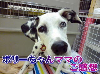 ポリーちゃんママご感想