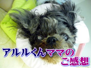アルルくんママご感想
