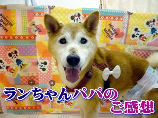 ランちゃんパパご感想