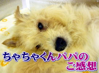 ちゃちゃくんパパのご感想